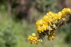 Adenocarpus decorticans