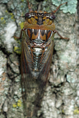 Megatibicen pronotalis