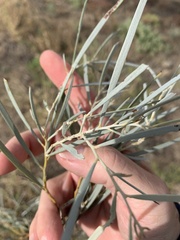 Acacia tephrina