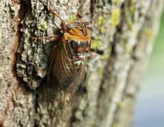 Megatibicen pronotalis