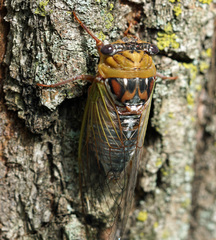 Megatibicen pronotalis