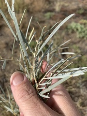 Acacia tephrina