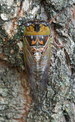 Megatibicen pronotalis