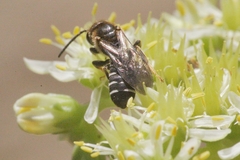 Halictus maculatus