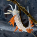 Coryphella trilineata - Photo 由 Ken-ichi Ueda 所上傳的 (c) Ken-ichi Ueda，保留部份權利CC BY