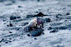 Uca ornata