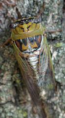 Megatibicen pronotalis