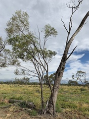 Acacia cambagei