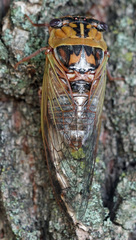 Megatibicen pronotalis
