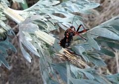 Rhynocoris annulatus