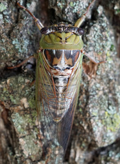 Megatibicen pronotalis