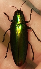 Chrysochroa