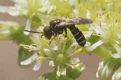 Halictus maculatus