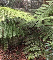 Cyathea rebeccae