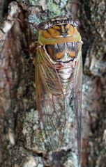 Megatibicen pronotalis