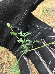 Sanguisorba occidentalis