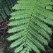 Rebecca Tree Fern - Photo (c) Hannah Hickli, some rights reserved (CC BY), uploaded by Hannah Hickli