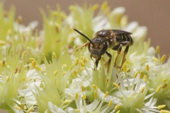 Halictus maculatus