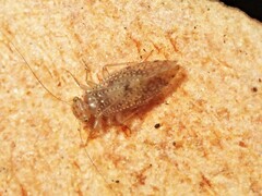 Hemipsocidae