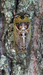 Megatibicen pronotalis