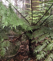 Cyathea rebeccae