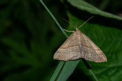 Hypena proboscidalis