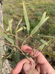 Acacia cambagei