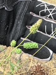 Sanguisorba occidentalis