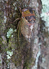 Megatibicen pronotalis