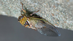 Megatibicen pronotalis