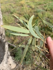 Acacia cambagei