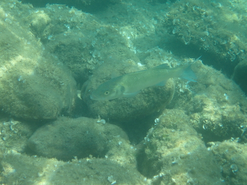 Lubin (Dicentrarchus labrax)