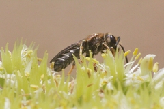 Halictus maculatus