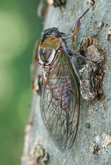 Megatibicen pronotalis