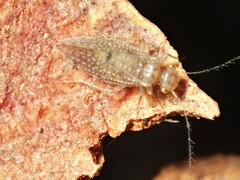 Hemipsocidae
