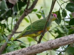 Ptilinopus regina ewingii