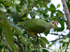 Ptilinopus regina ewingii