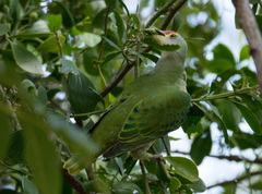 Ptilinopus regina ewingii