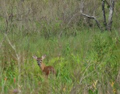 Odocoileus virginianus cariacou