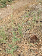 Sanguisorba occidentalis