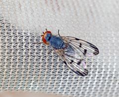 Palloptera umbellatarum