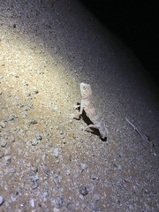 Chondrodactylus angulifer