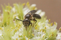 Halictus maculatus