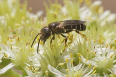 Halictus maculatus