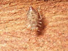 Hemipsocidae