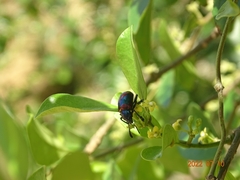 Platycorynus undatus
