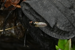 Piophilidae