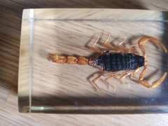 Olivierus martensii