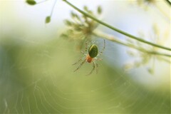Araniella opisthographa