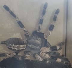 Theraphosidae